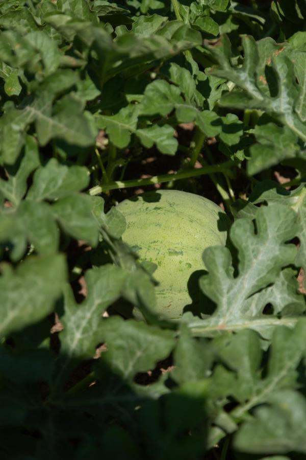 Leone Natural Ayvalik Bagian luar foto